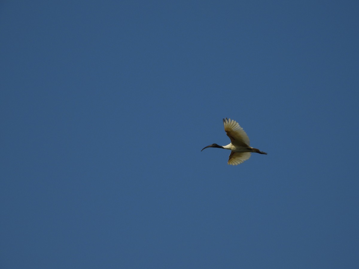 Black-headed Ibis - ML208147501