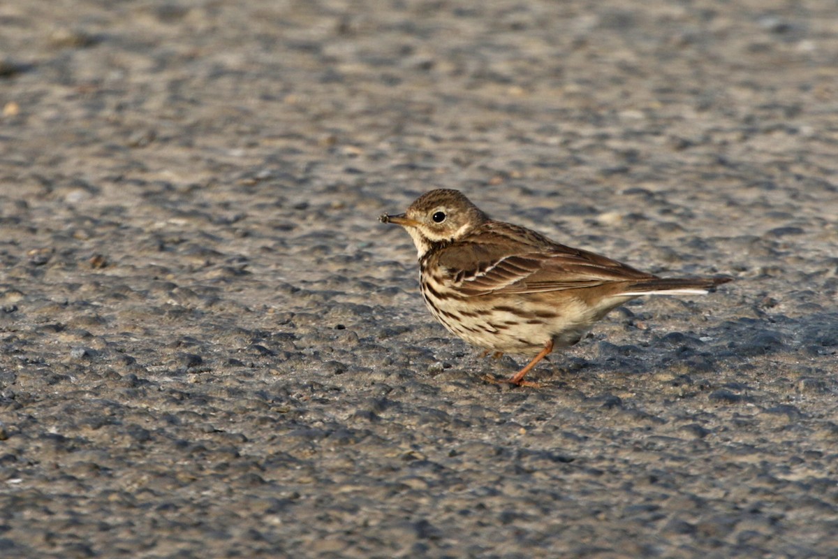 American Pipit (japonicus) - Charley Hesse TROPICAL BIRDING