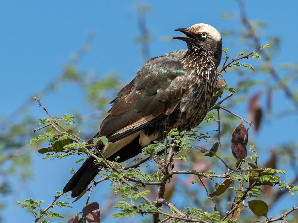 White-crowned Starling - ML208148411
