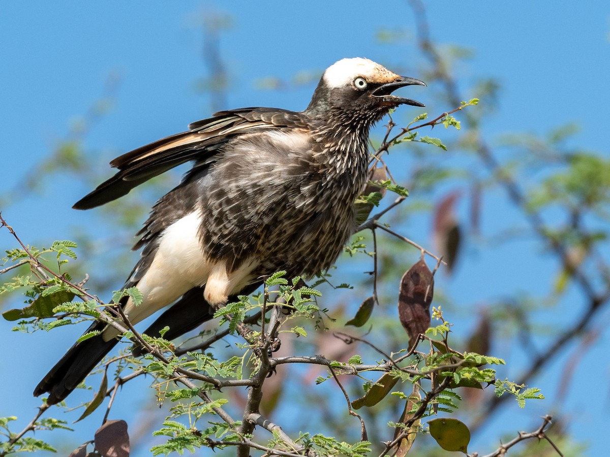 White-crowned Starling - ML208148421