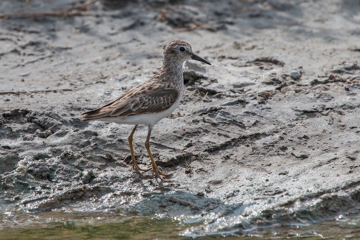 Least Sandpiper - ML208148881