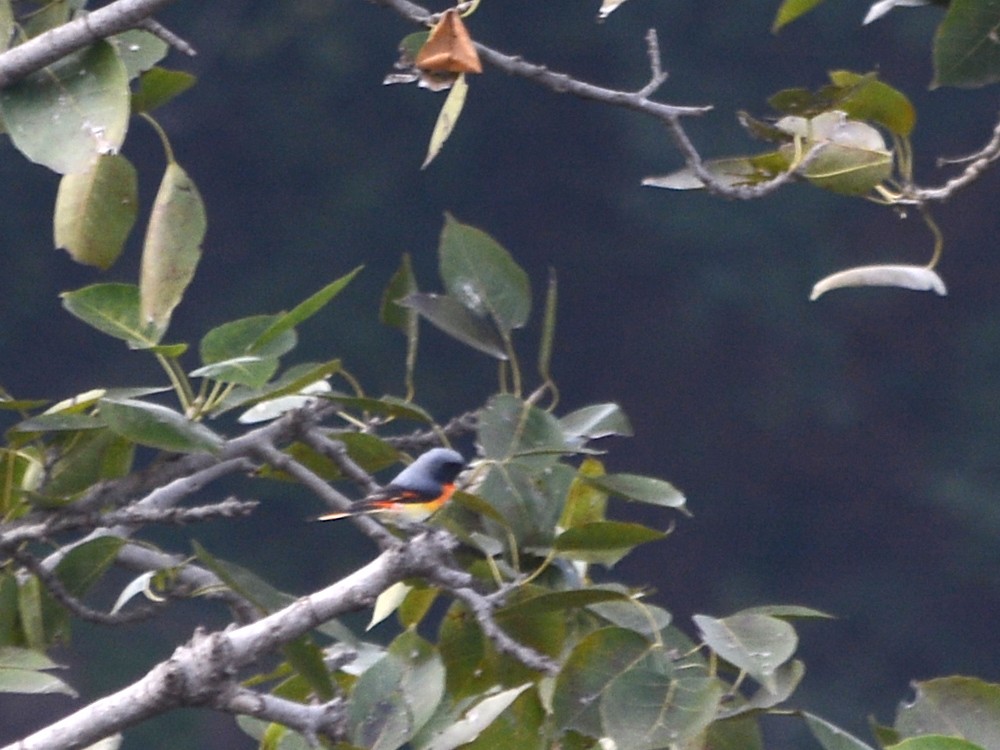 Small Minivet - Kartik Varma Namburi