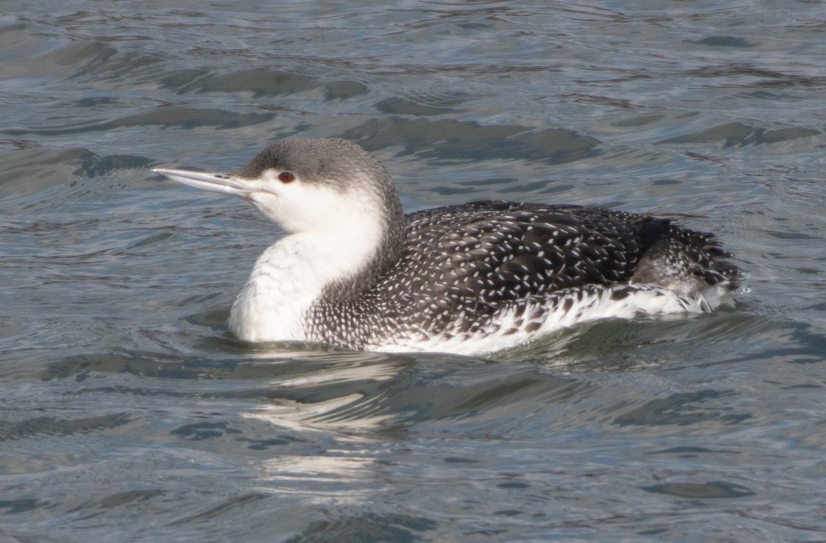 Red-throated Loon - ML208149351