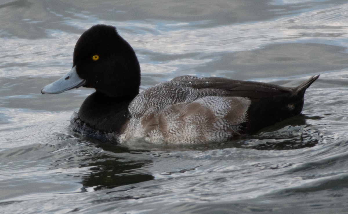 Lesser Scaup - ML208149381