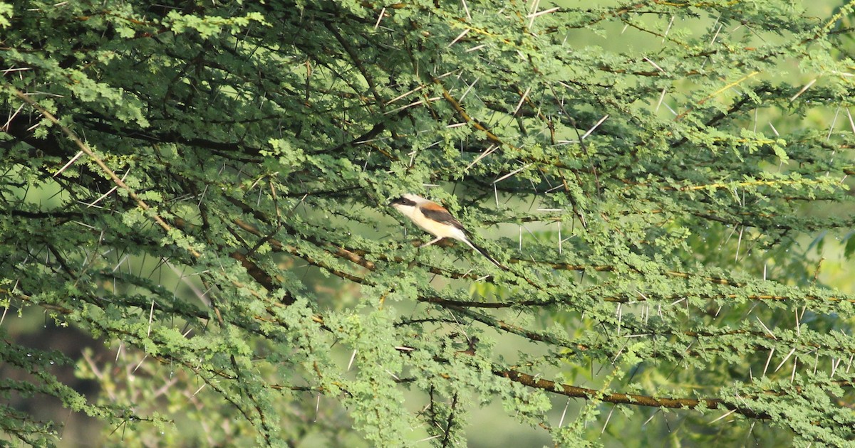 Bay-backed Shrike - ML20814981