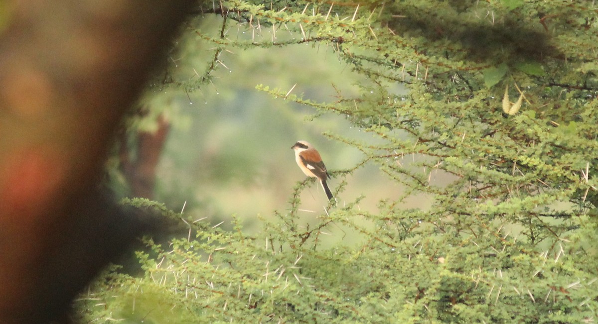 Bay-backed Shrike - Shanmugam Kalidass