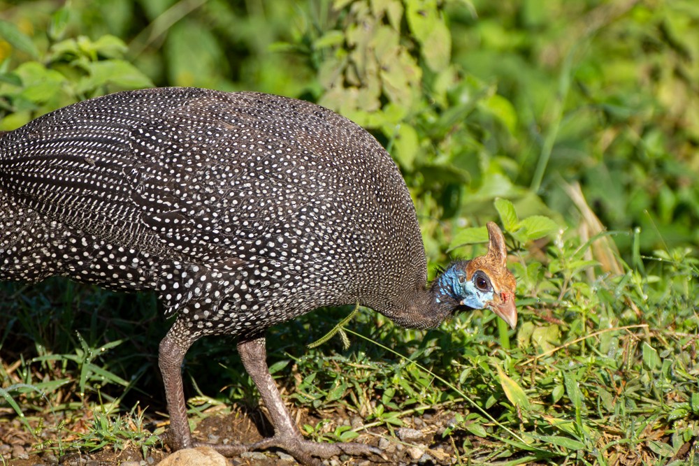 Helmeted Guineafowl - Alex G.