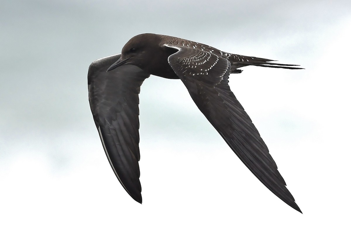 Sooty Tern - ML208155611