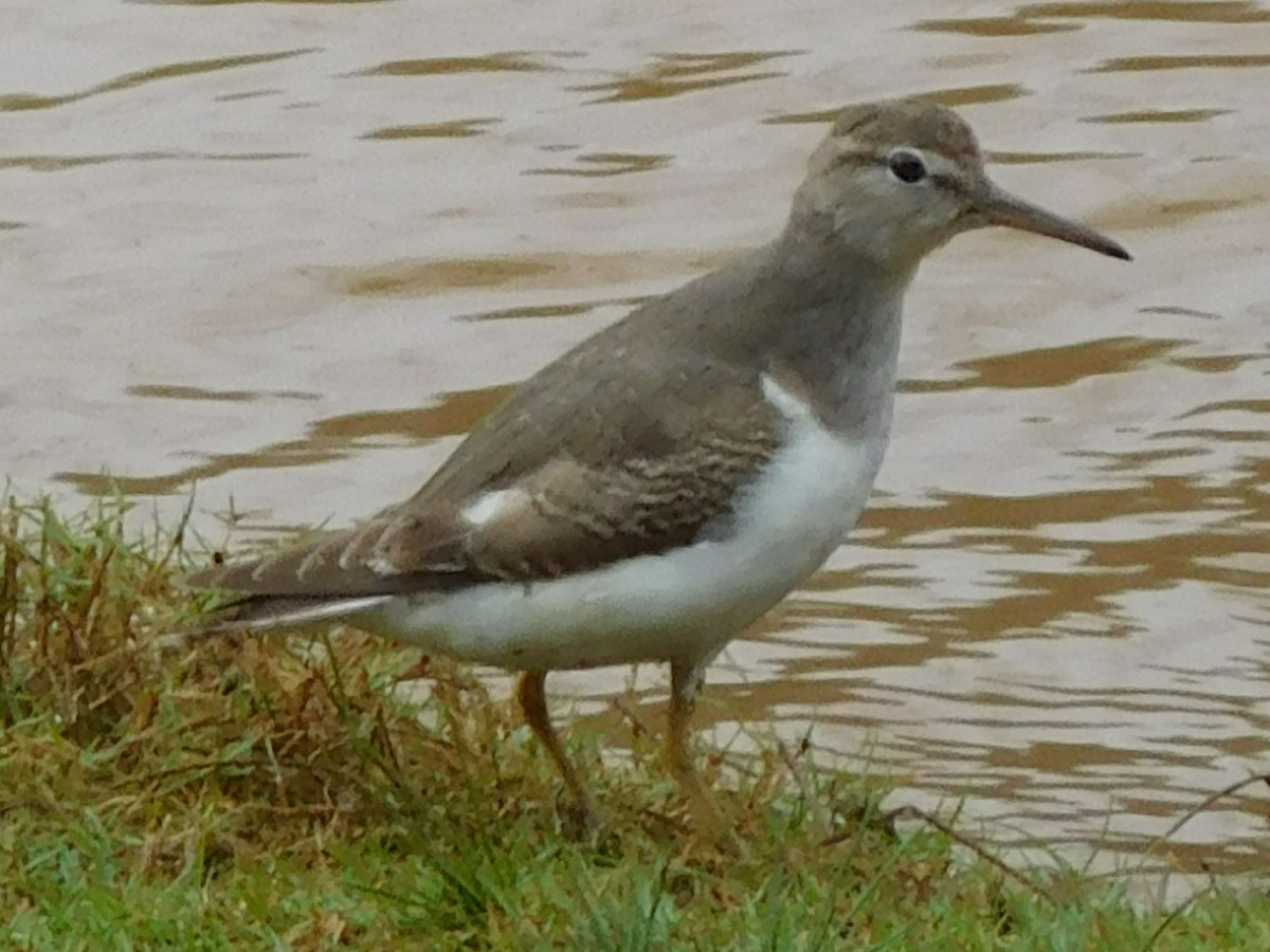 Spotted Sandpiper - ML20815801