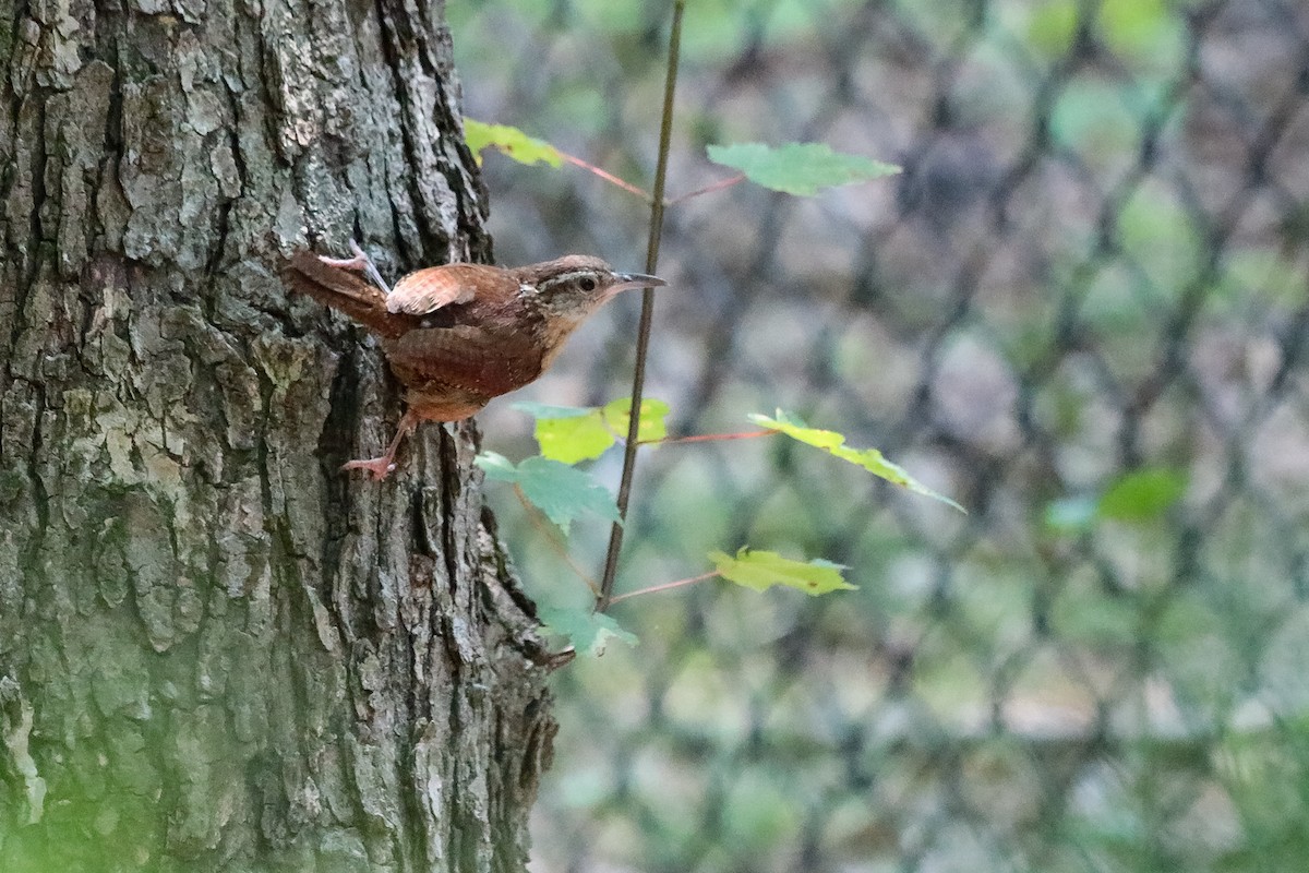 Carolina Wren - ML208158101