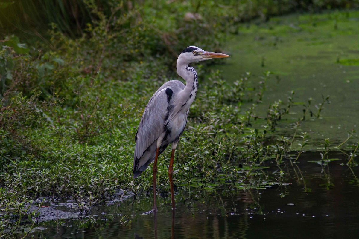 Gray Heron - ML208158661