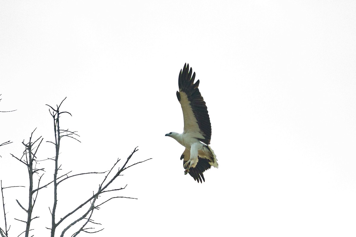 White-bellied Sea-Eagle - Ashik Musicroom