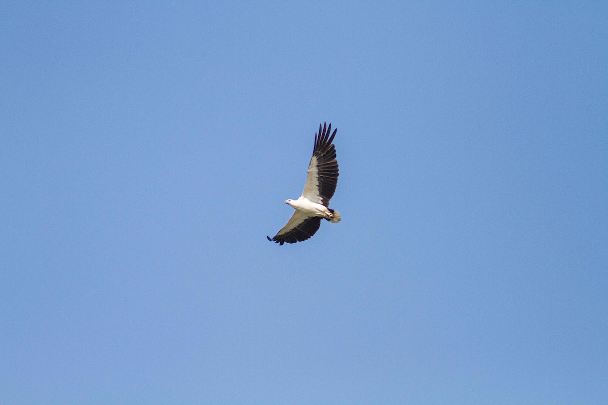 White-bellied Sea-Eagle - ML208158701