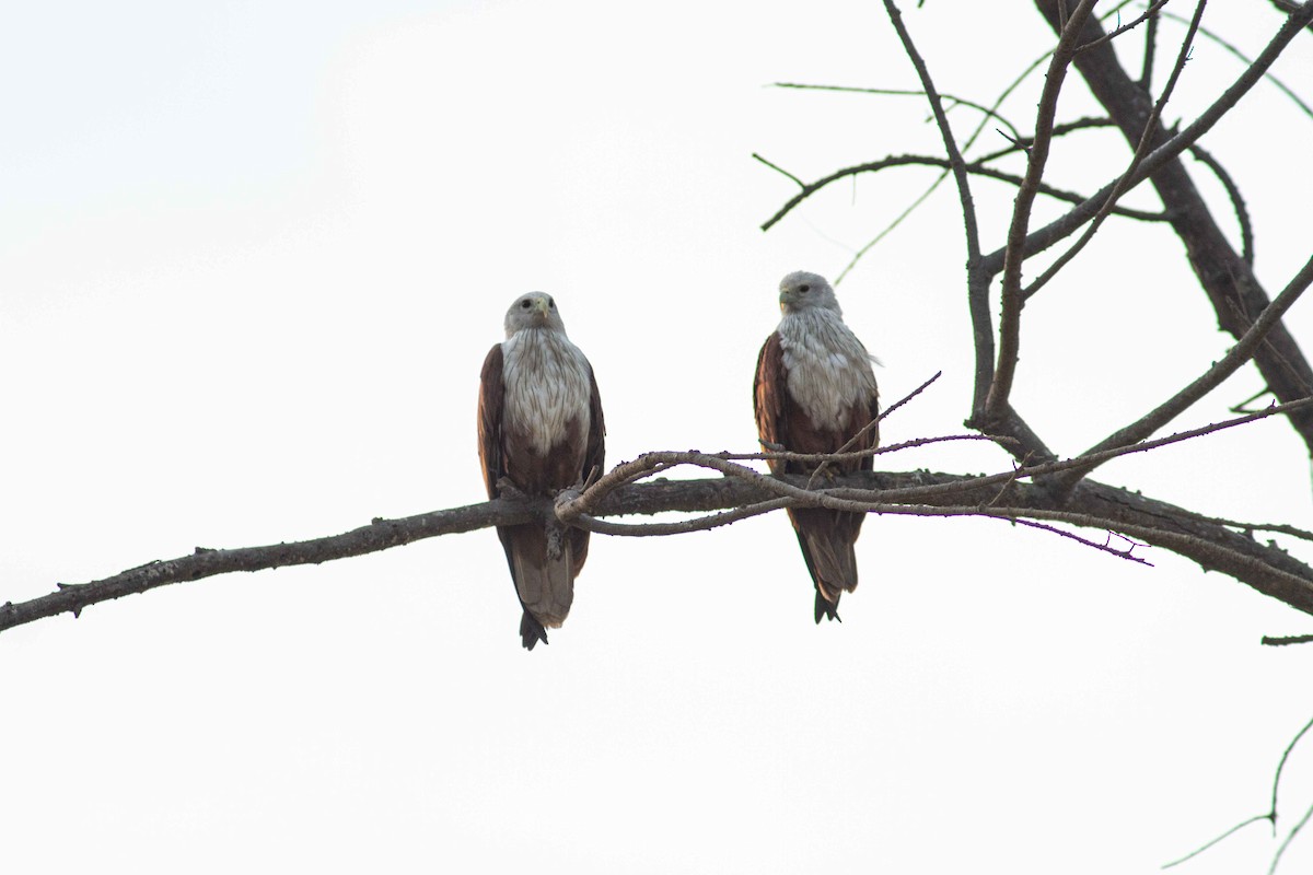 Brahminy Kite - ML208158711