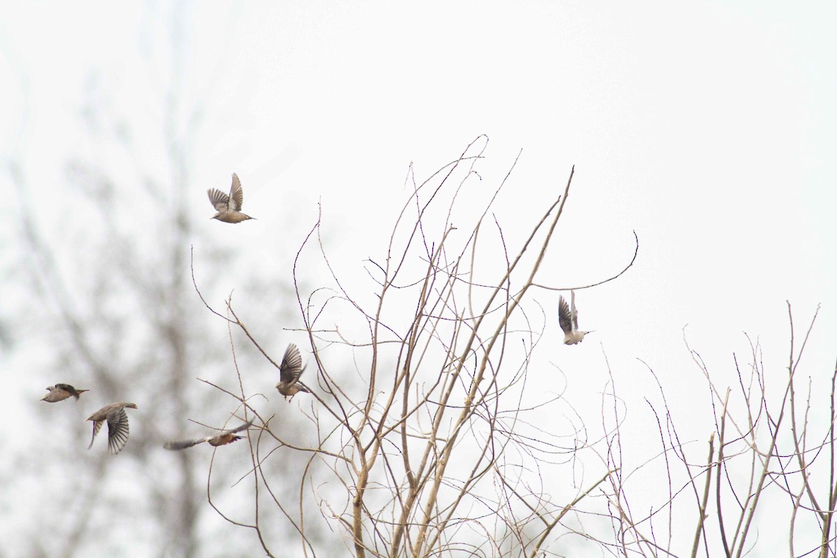 Chestnut-tailed Starling - ML208158791