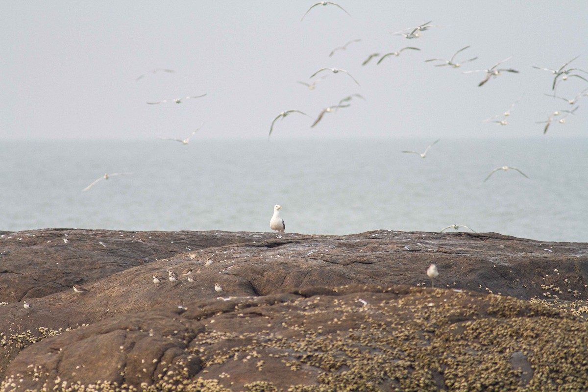 Kentish Plover - ML208159201