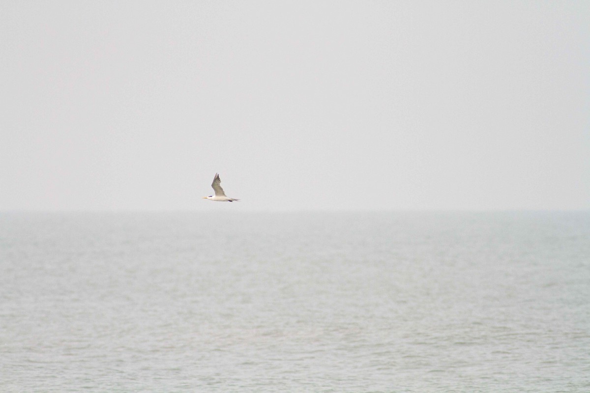 Lesser Crested Tern - Ashik Musicroom