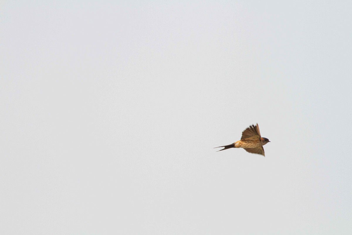 Red-rumped Swallow - ML208159311