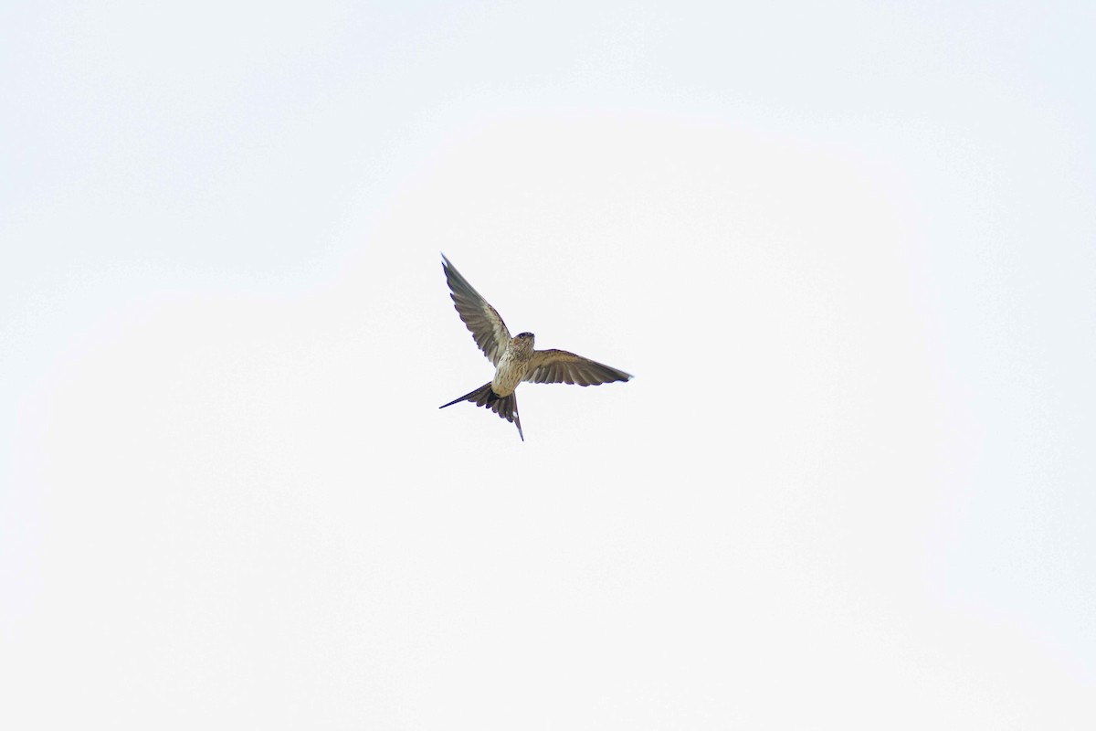 Eastern Red-rumped Swallow (Daurian) - ML208159321