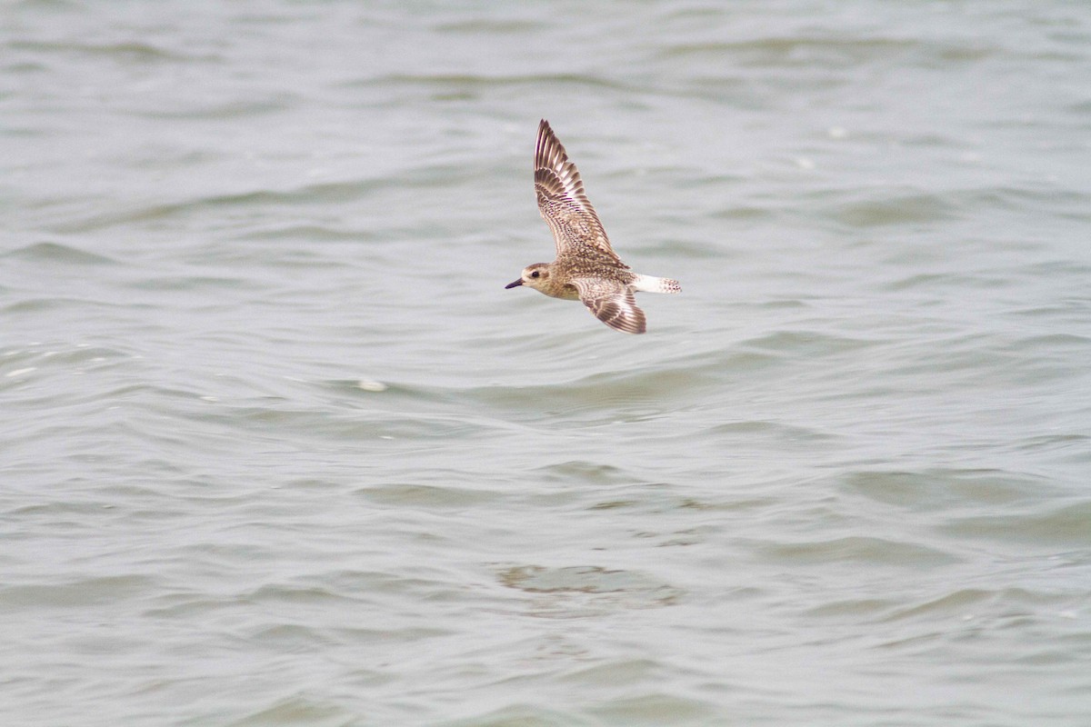 plover sp. - Ashik Musicroom