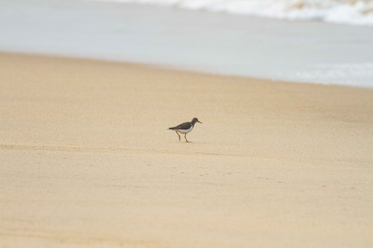 Common Sandpiper - Ashik Musicroom