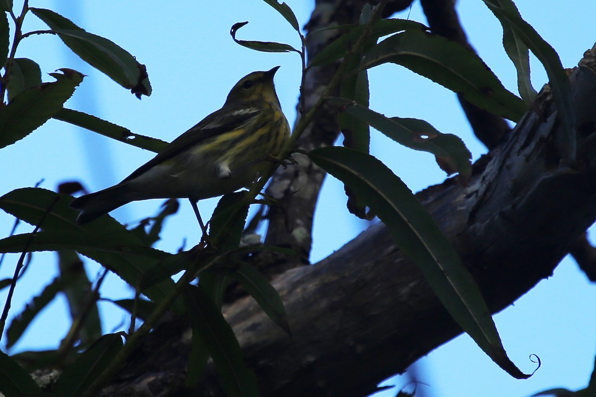 Cape May Warbler - ML208159991