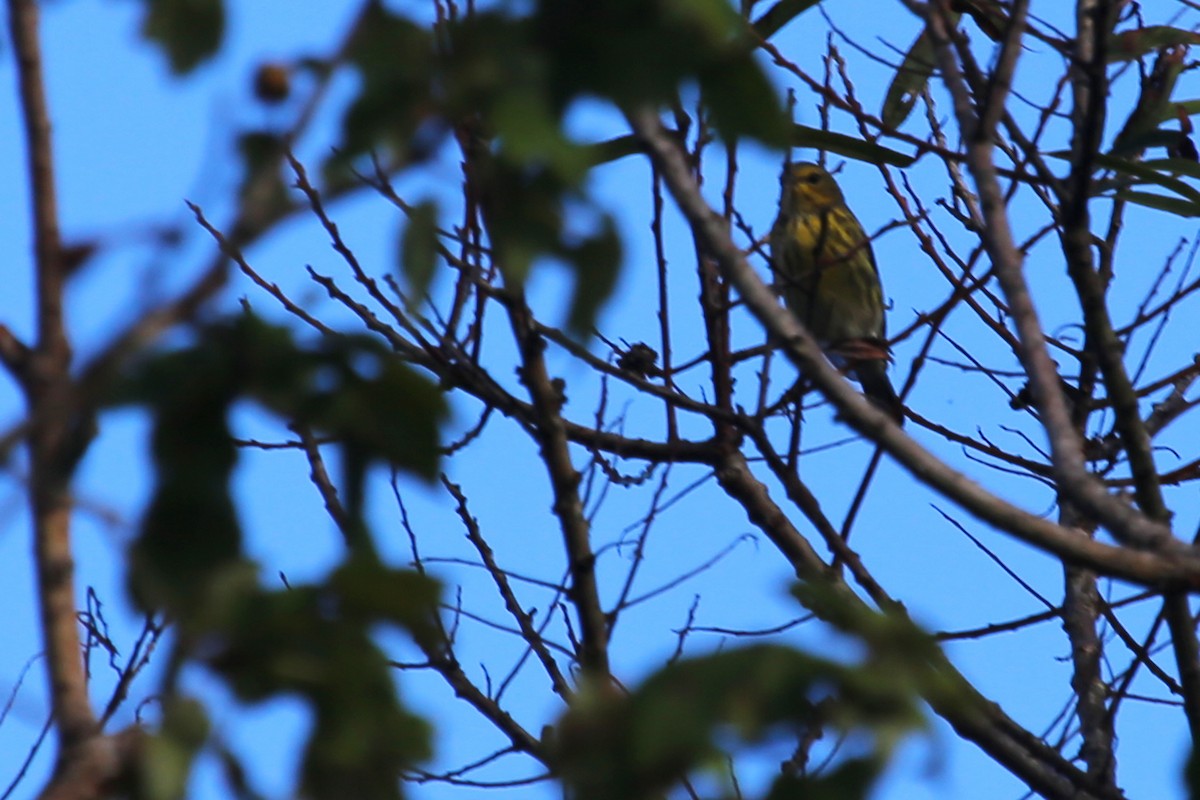 Cape May Warbler - ML208160011