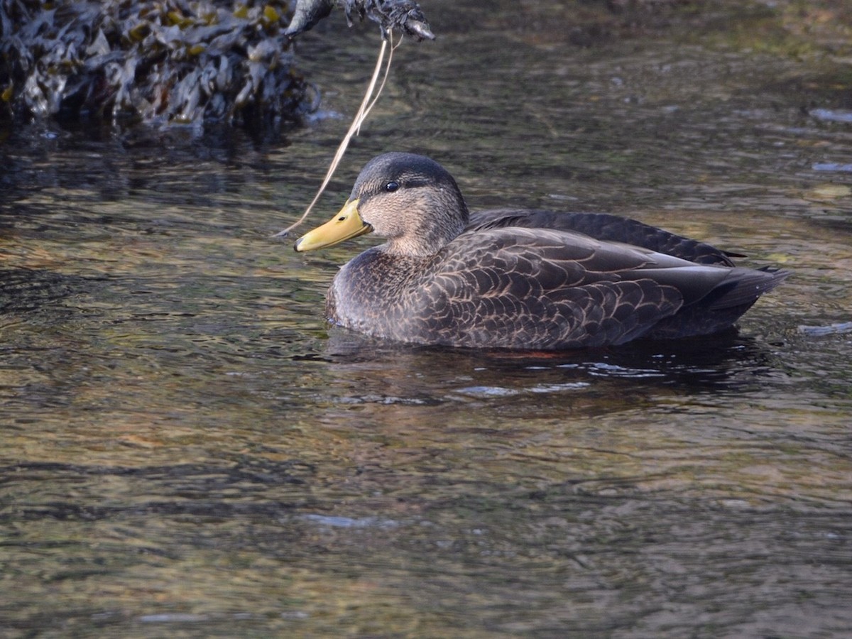 American Black Duck - ML208161671