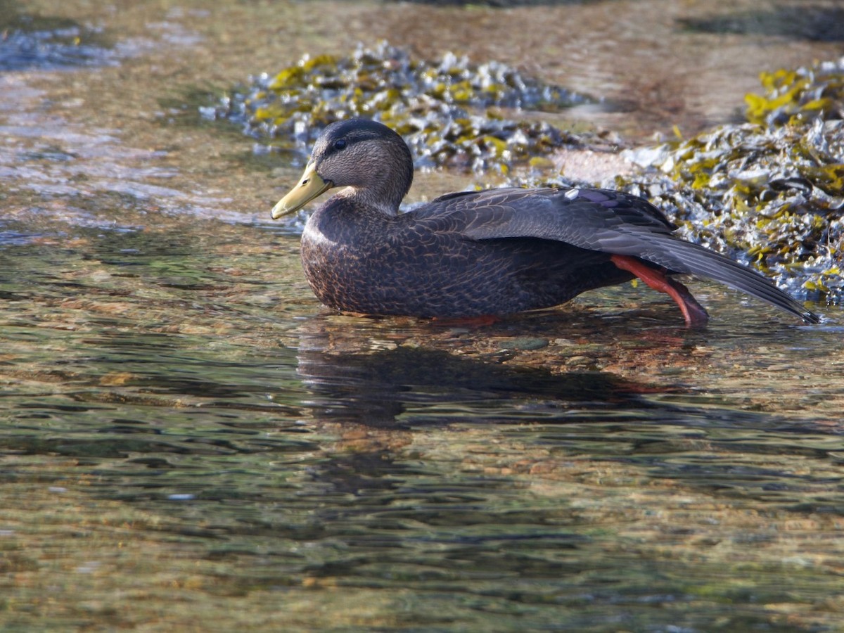 American Black Duck - Dan Owen