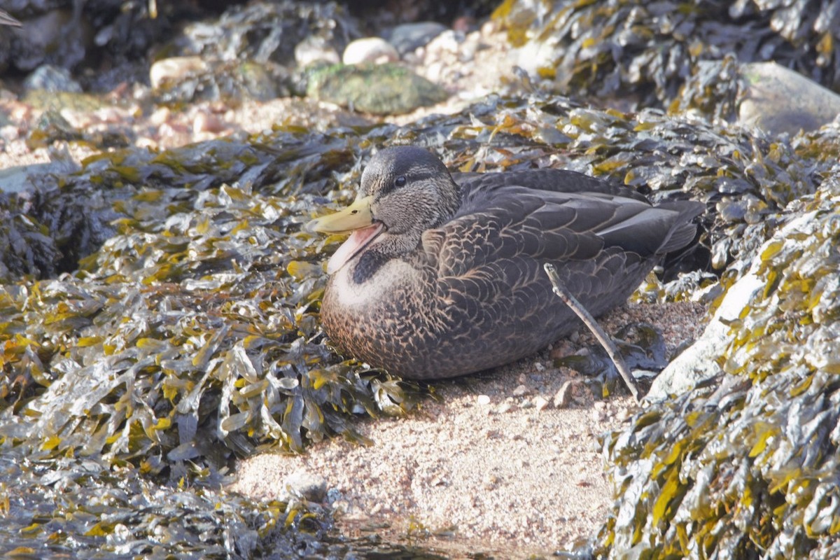 American Black Duck - Dan Owen