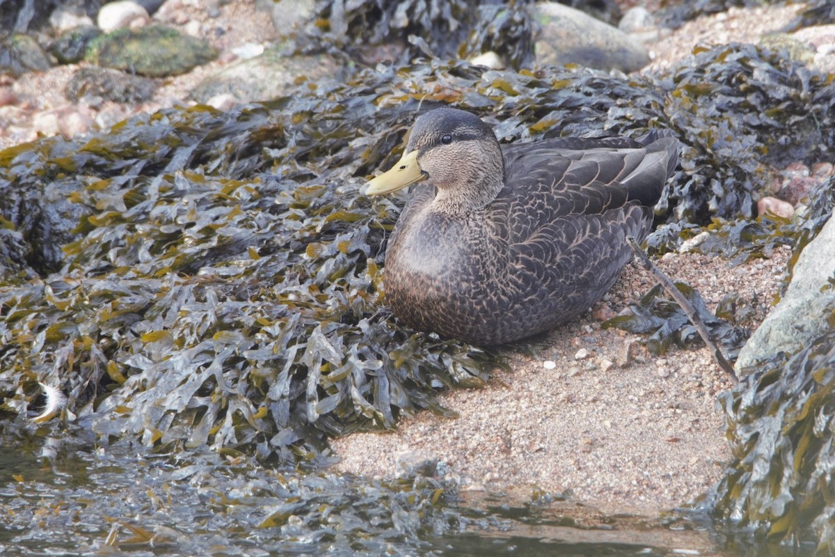 American Black Duck - Dan Owen