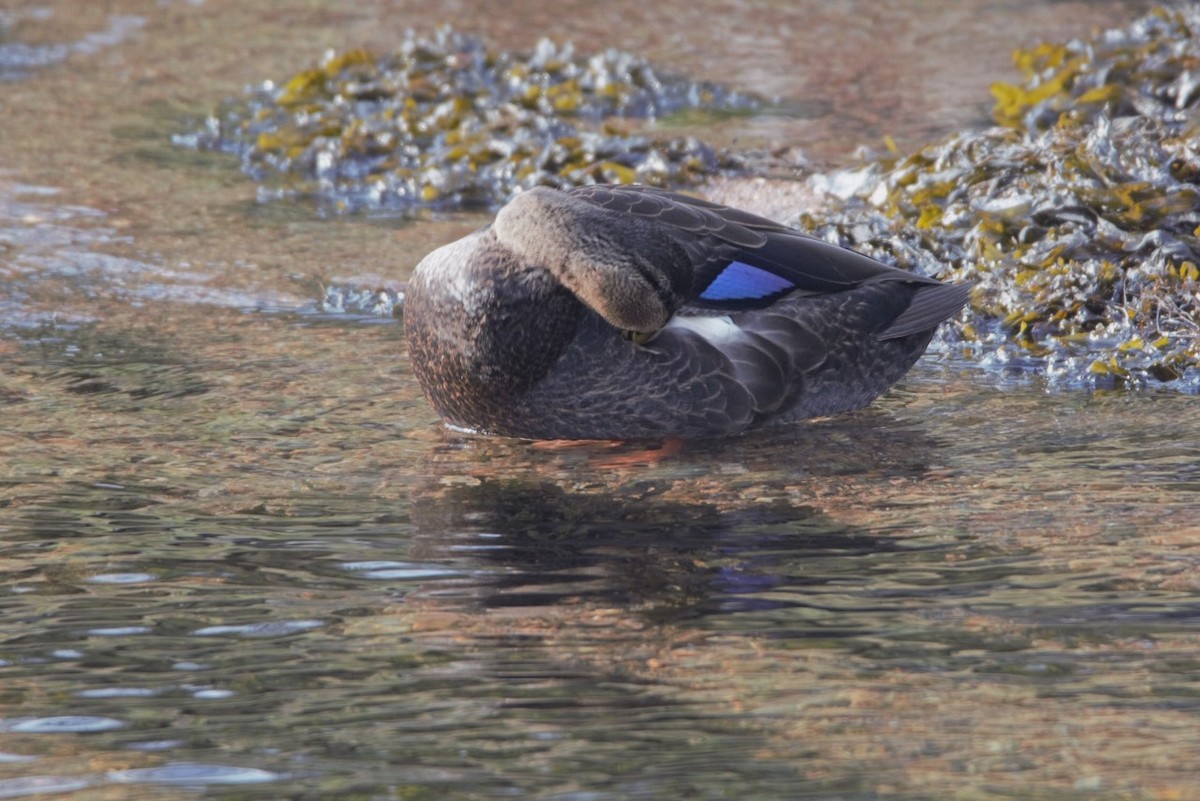 American Black Duck - ML208161721