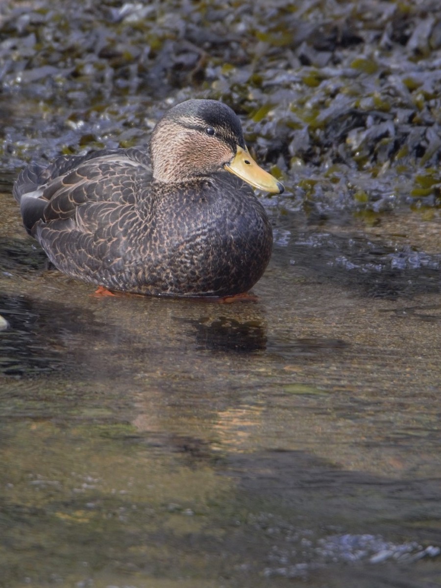 American Black Duck - Dan Owen