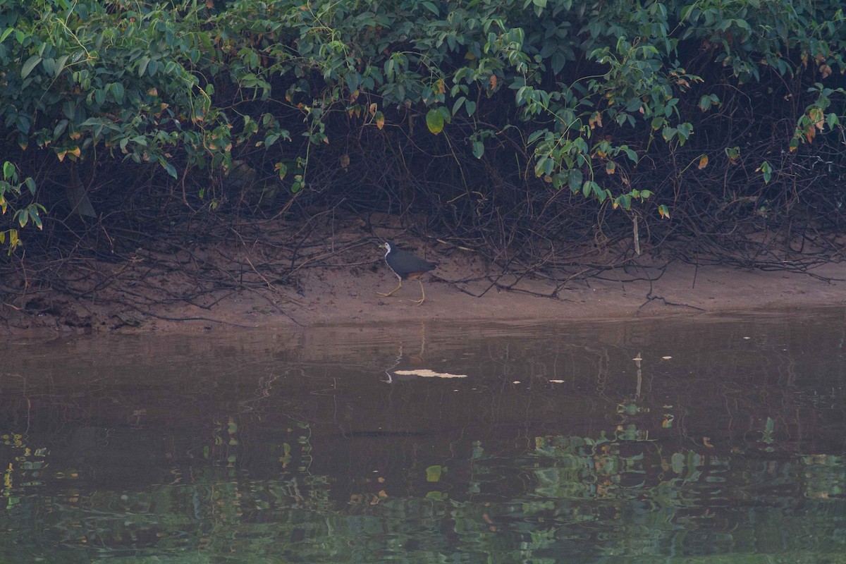 White-breasted Waterhen - ML208161861