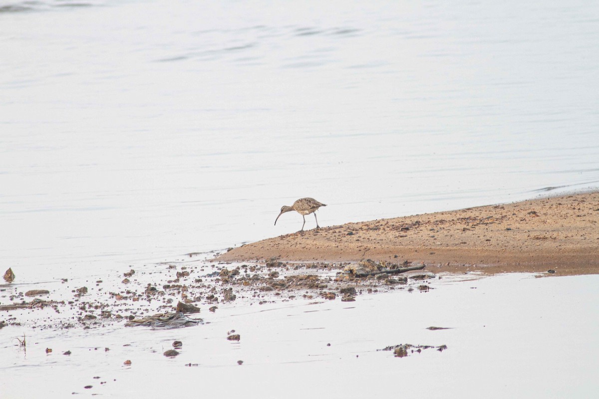 Eurasian Whimbrel - ML208161931