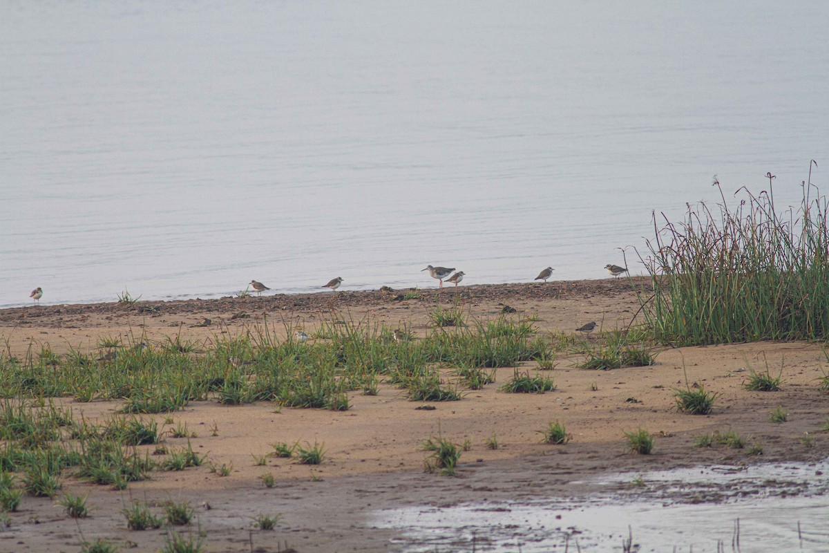 Common Redshank - ML208161991