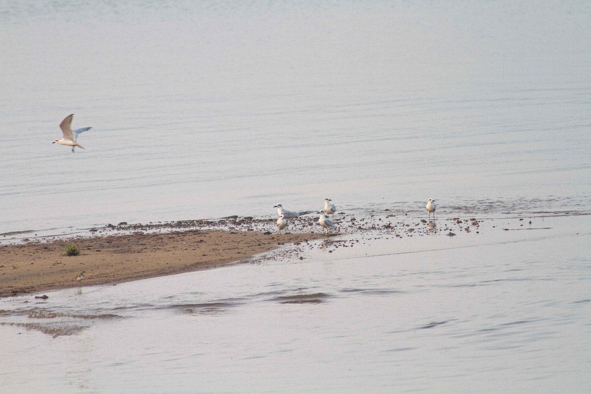 Gaviota Reidora - ML208162001