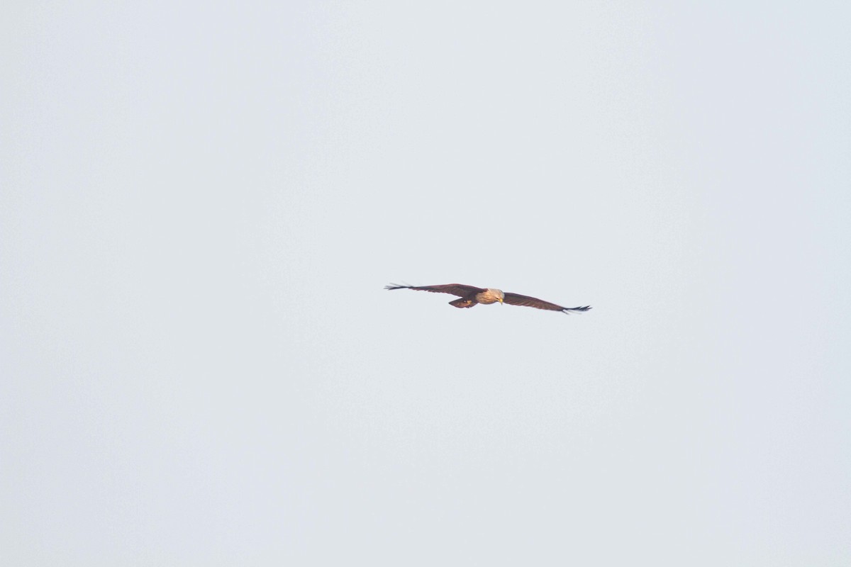 Brahminy Kite - ML208162061
