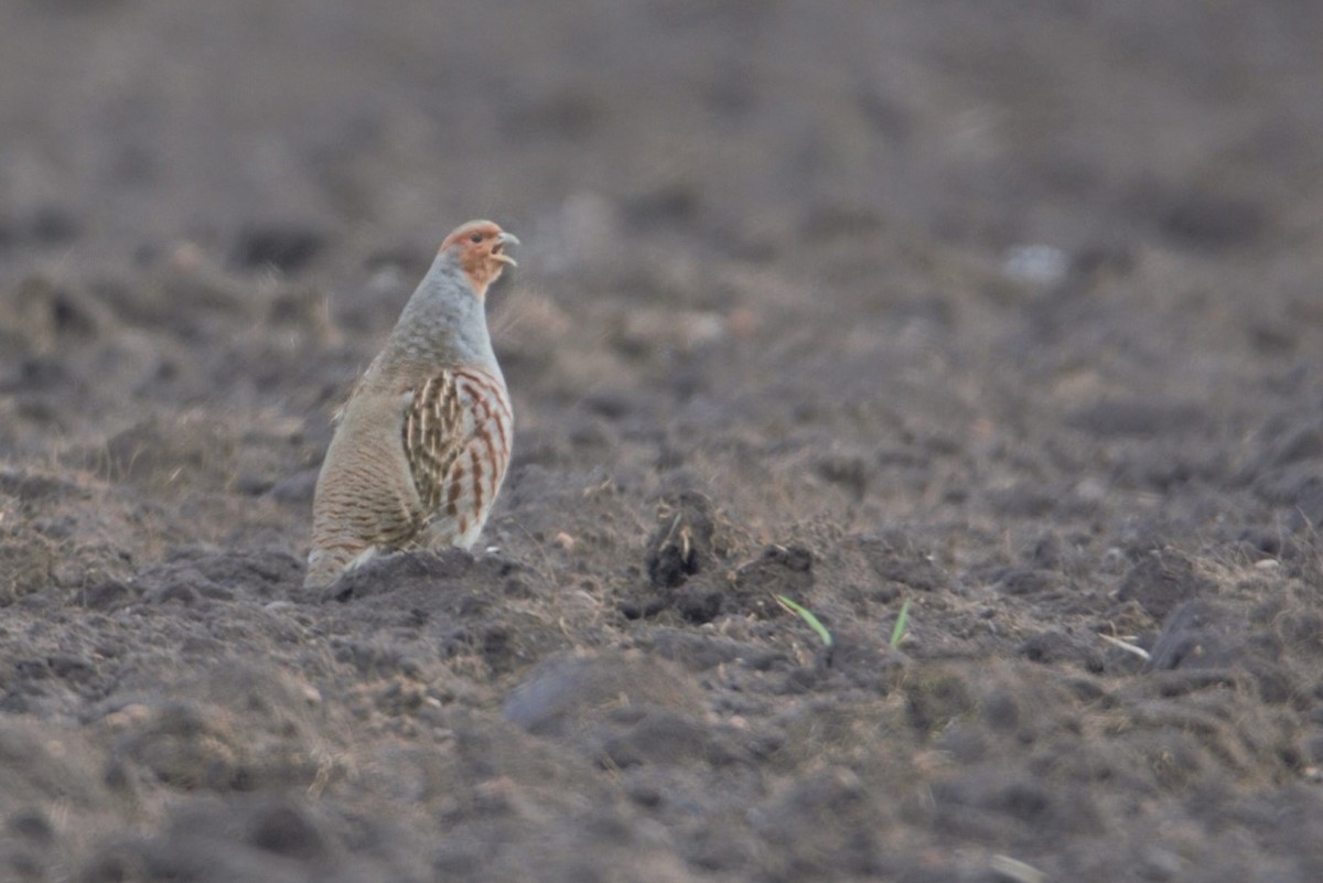 Gray Partridge - ML208162611