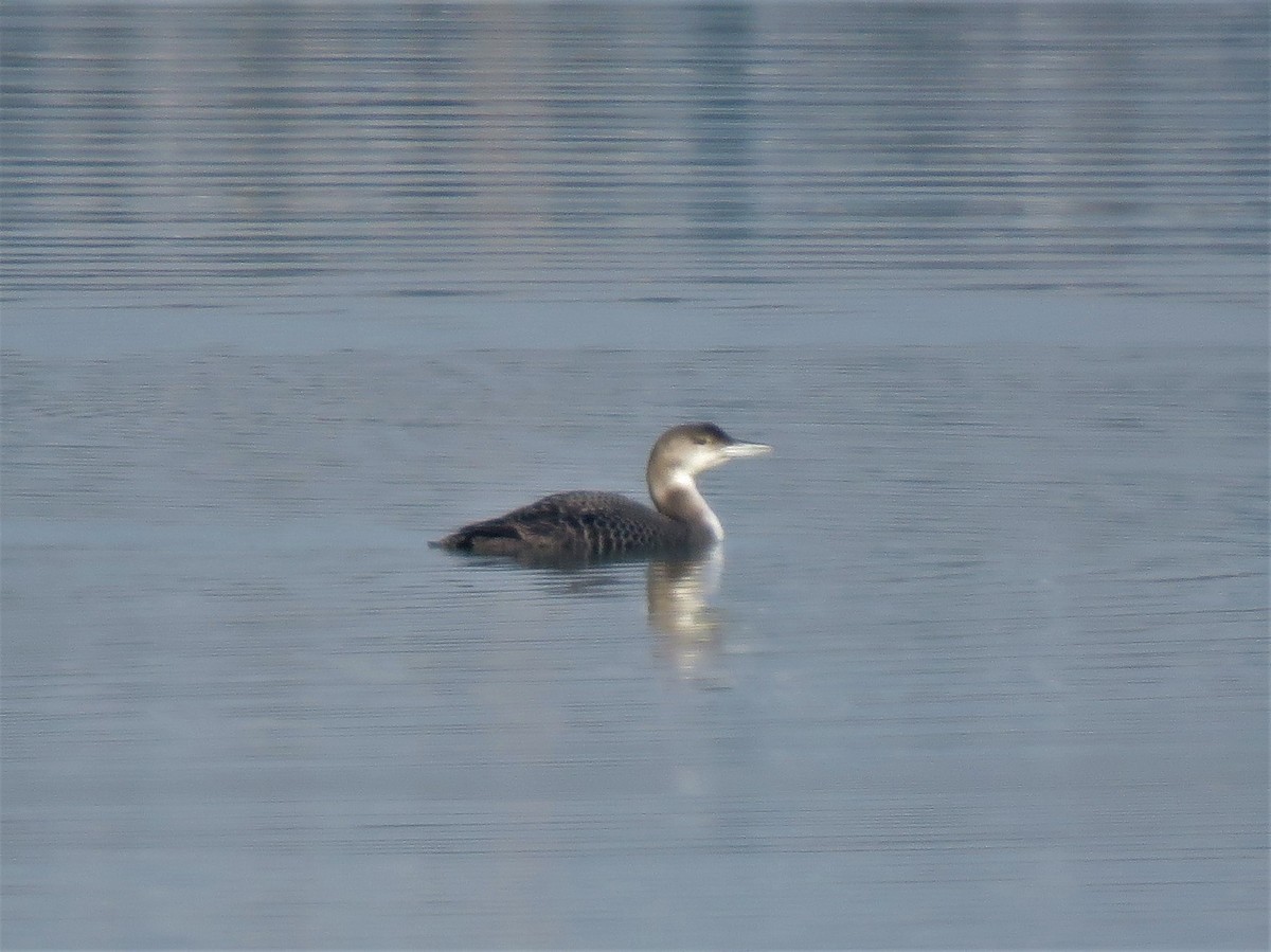 Common Loon - Alberto Gasquet Orradre