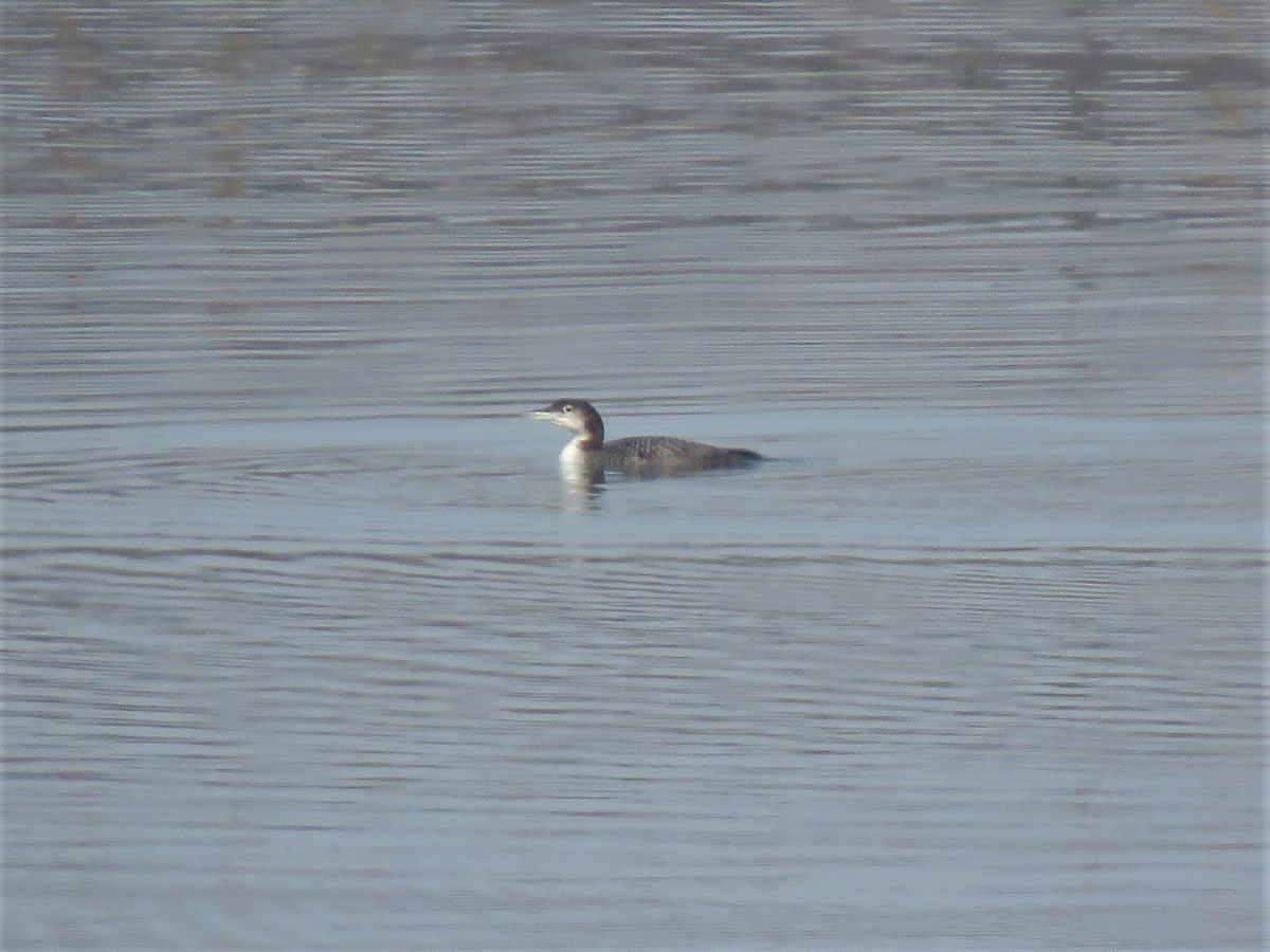 Common Loon - Alberto Gasquet Orradre