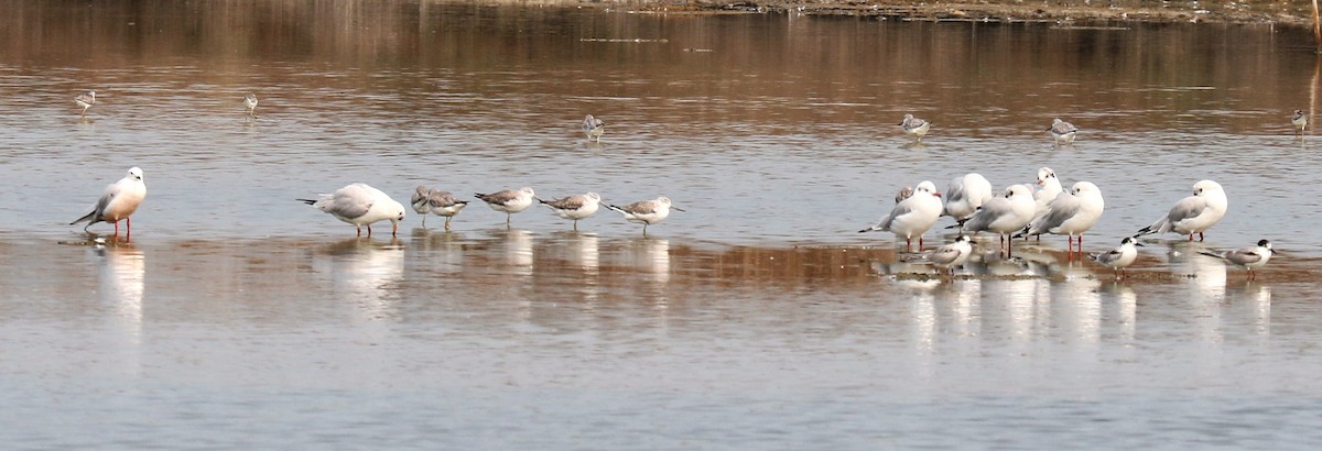 Common Tern - Charlotte Byers