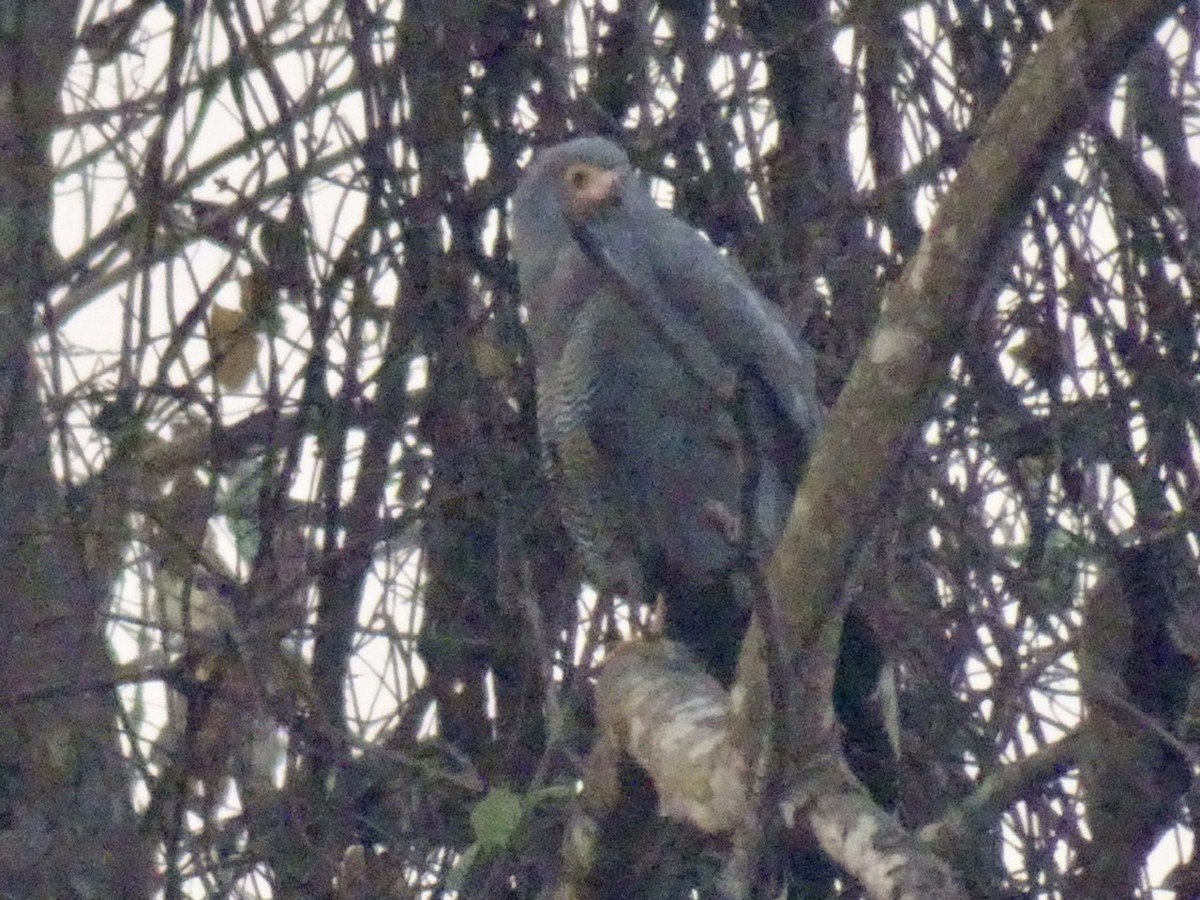 jestřábovec pochopovitý - ML208163751