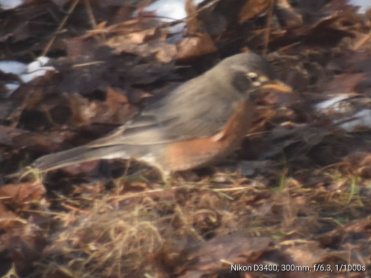 American Robin - ML208164241