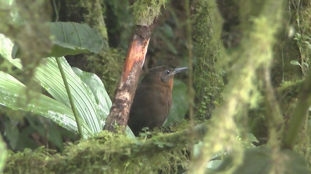 South American Leaftosser (Dusky) - ML208164761