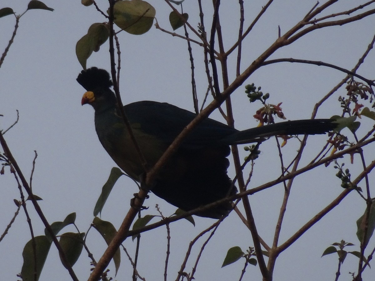 turako velký - ML208164881