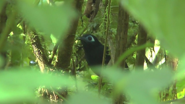 Zeledon's Antbird - ML208164941