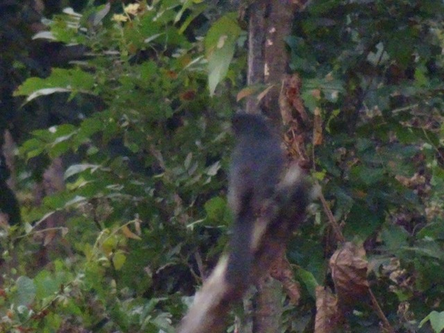 Northern Black-Flycatcher - ML208165461