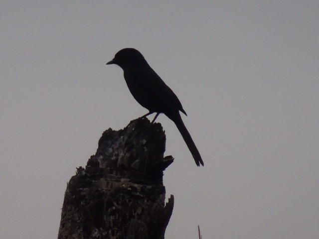 Northern Black-Flycatcher - ML208165481