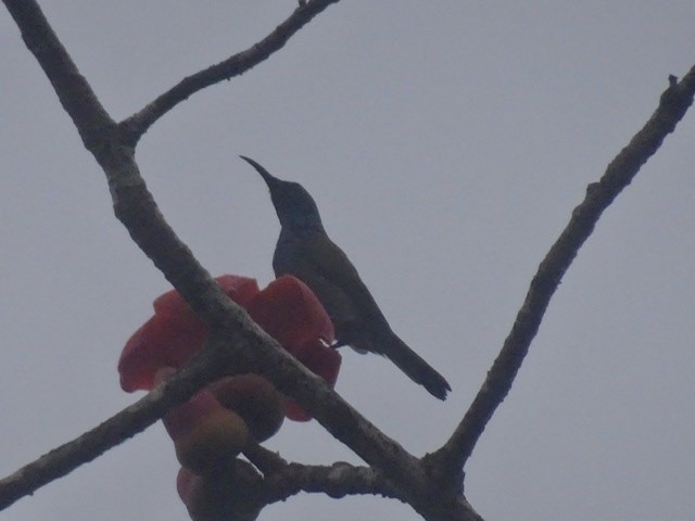 strdimil zelenohlavý - ML208165551